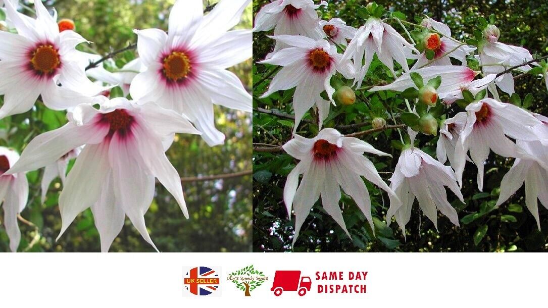 dahlia seeds uk Weeping Tree Dahlia | Dahlia Campanulata | 15+ seeds