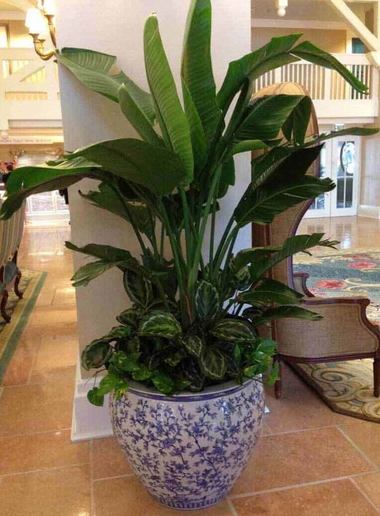 White Bird of Paradise - 10 Strelitzia Nicolai House Plant Seeds