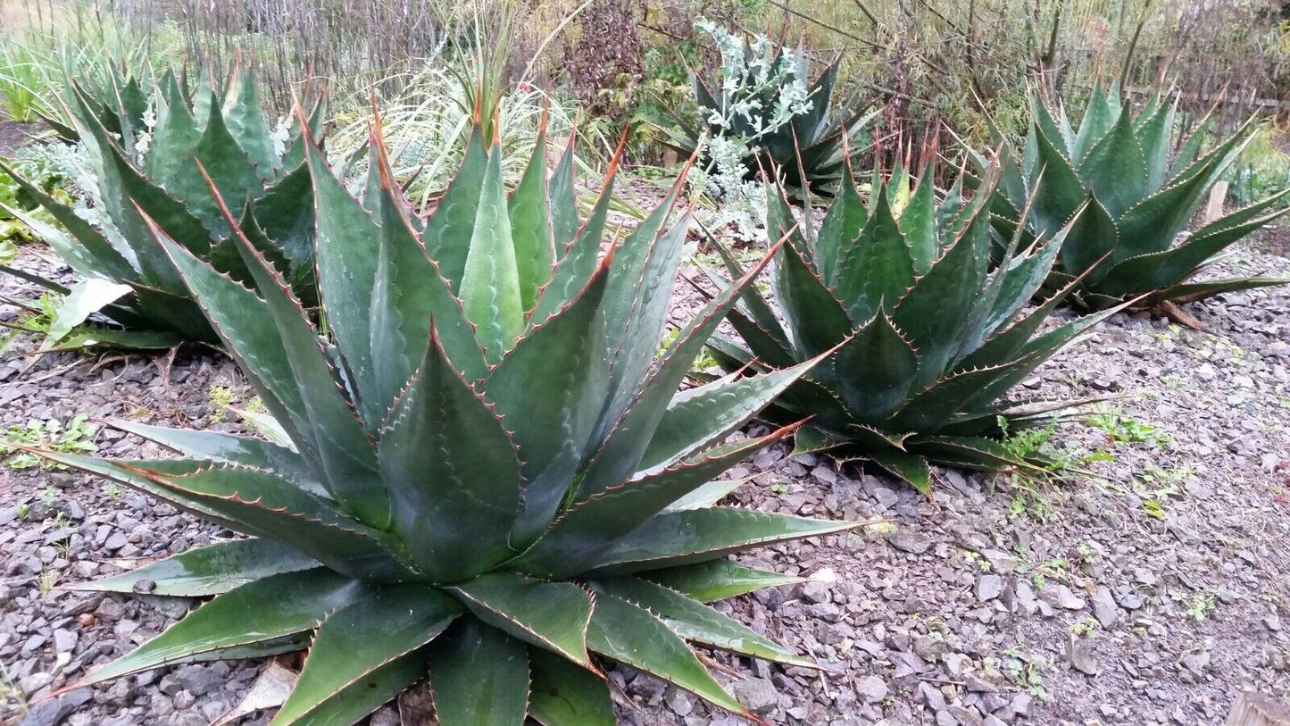 Mountain Agave (Agave Montana) | 10 Seeds | Houseplant | Century Agave