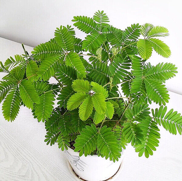 Mimosa Pudica | 50+ seeds | Sensitive plant | Touch Me Not