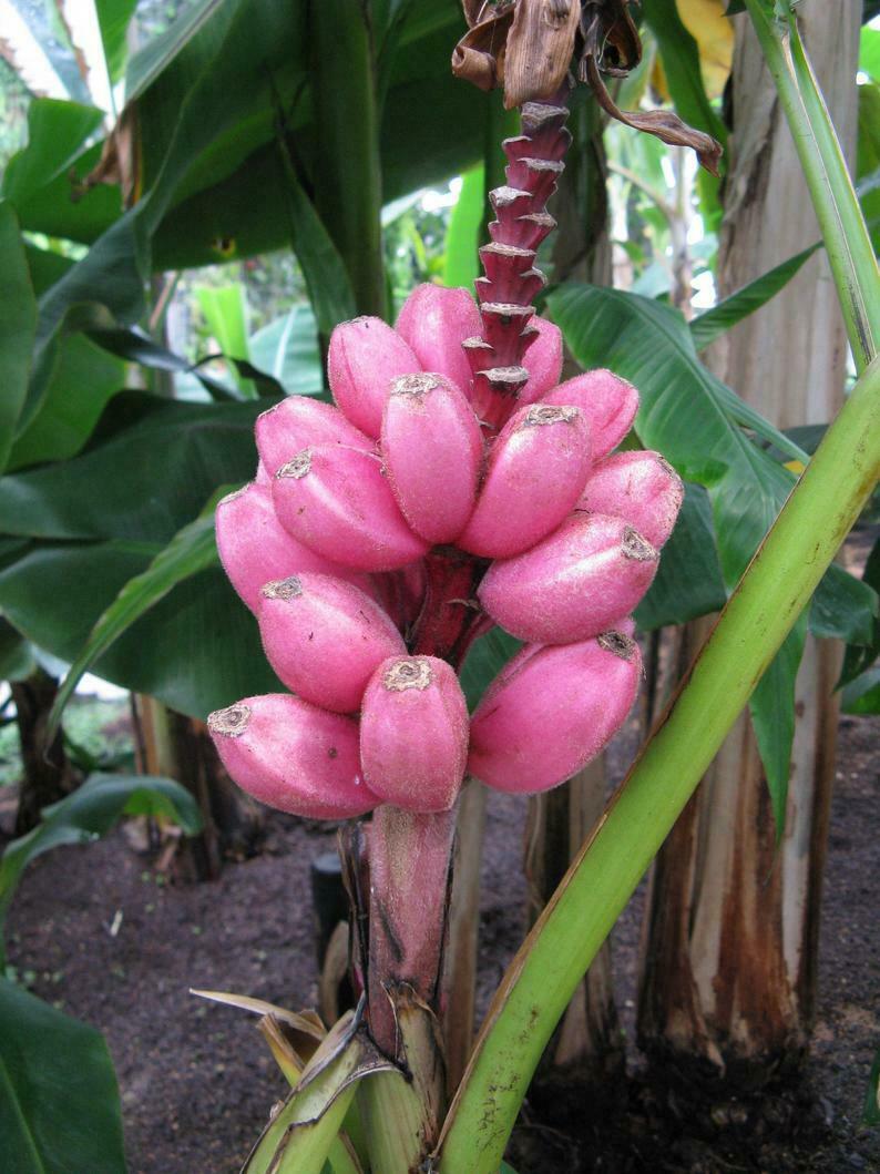 Pink Banana | Musa Velutina| 10+ seeds Dwarf Indoor / Outdoor
