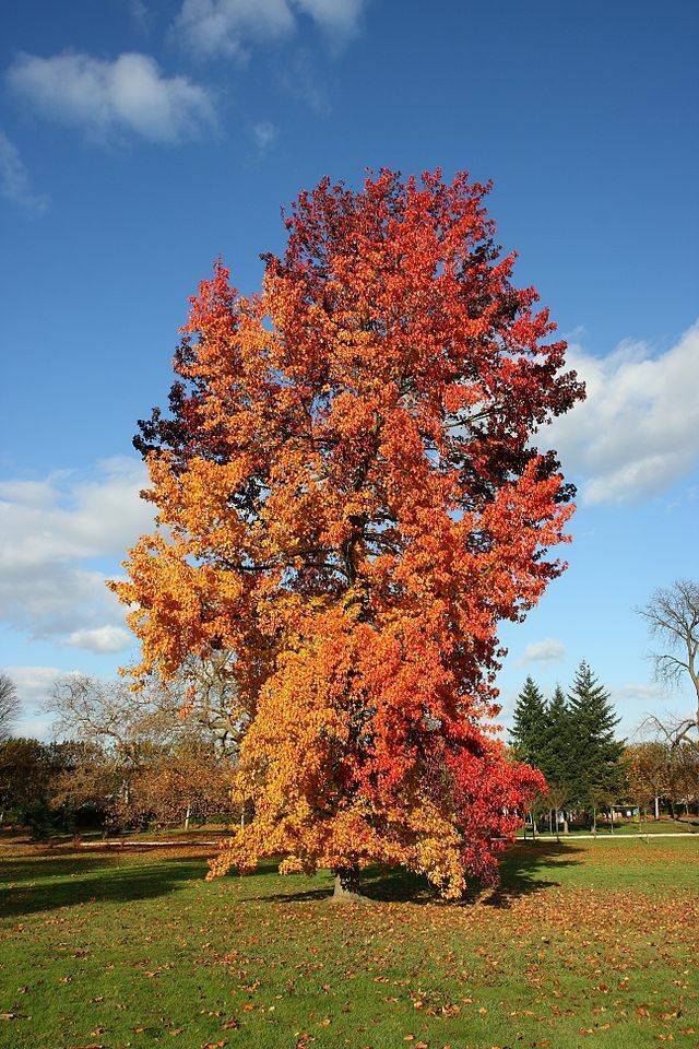 Chinese Sweet Gum (Liquidambar Formosana) | Rare | 20+ seeds