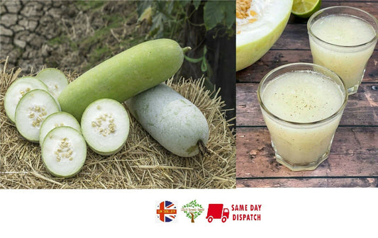 Ash Gourd / Winter Melon (Benincasa Hispida) | 5 seeds