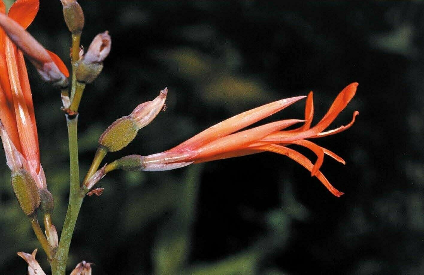 Canna Lily "Tuerckheimii Giant" 10 seeds ORGANIC - own crop