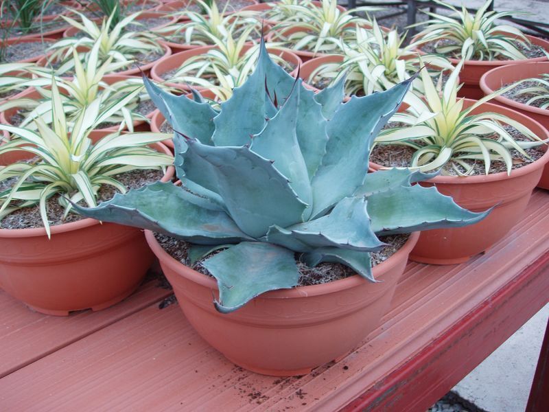 Whale's Tongue Agave | Agave Ovatifolia | 10+ seeds