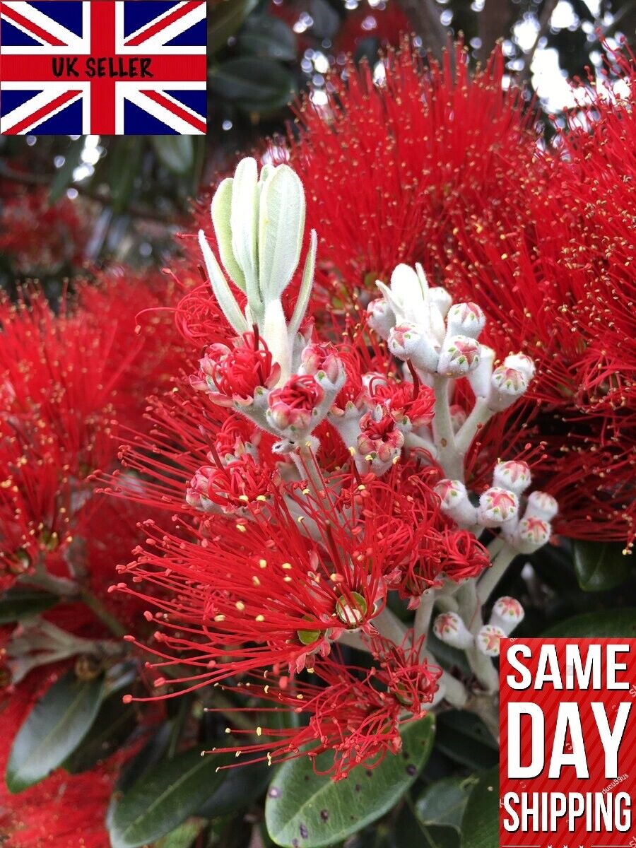 New Zealand Christmas Tree (Metrosideros Excelsa) | 100+ seeds