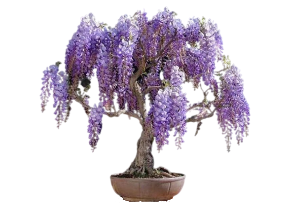 Grow Your Own Bonsai Starter Kit | Jacaranda | Indoor | FREE GIFT
