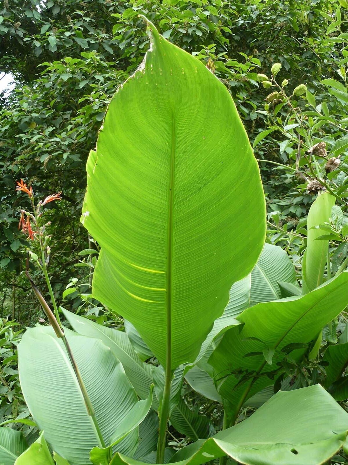 Canna Lily "Tuerckheimii Giant" 10 seeds ORGANIC - own crop