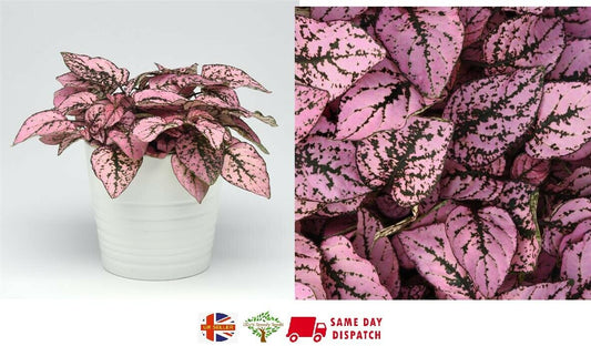 Hypoestes "Pink Splash Polka Dot" | 20 Seeds | House Plant | Same Day Dispatch