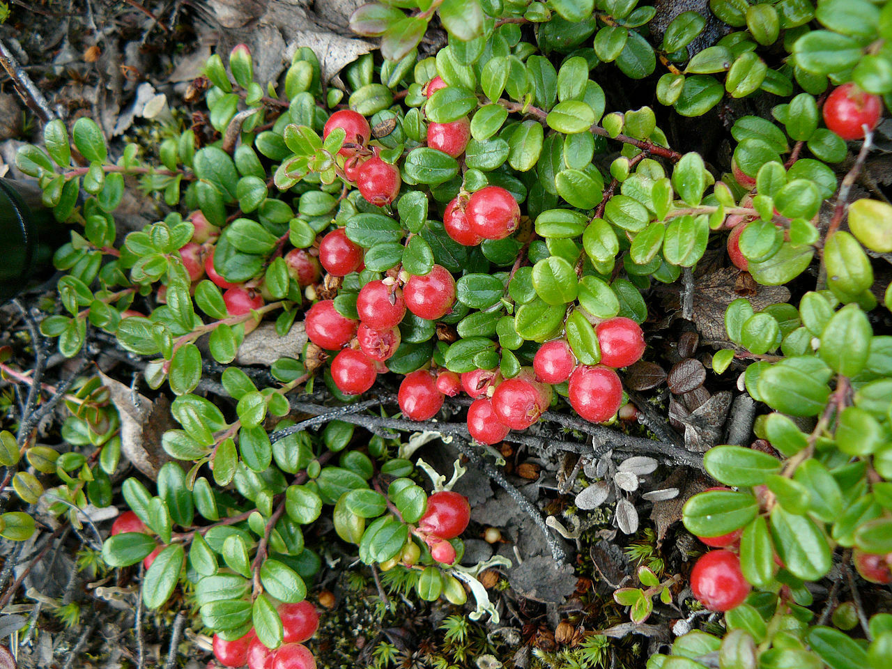 Lingonberry (Vaccinium Vitis-Idaea) 20+ seeds | Own harvest
