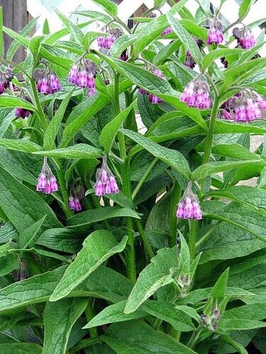 Comfrey | 25+ seeds | Great Fertiliser and Green Manure