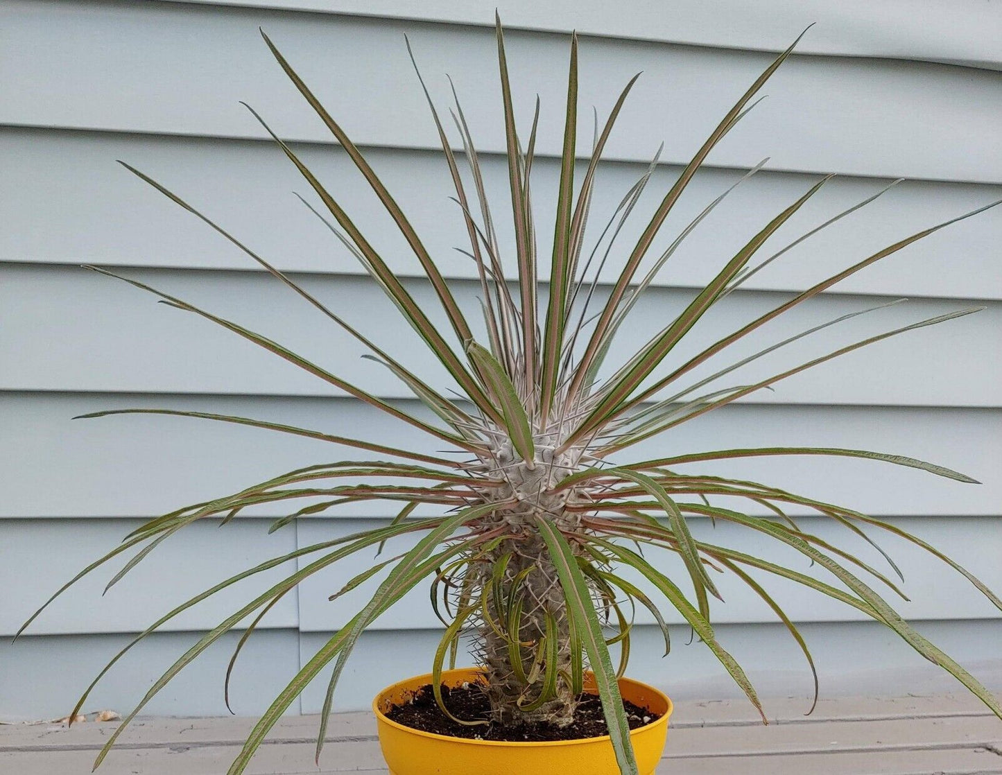 Pachypodium Geayi Elephant's Foot | 20+ seeds | Madagascar Palm