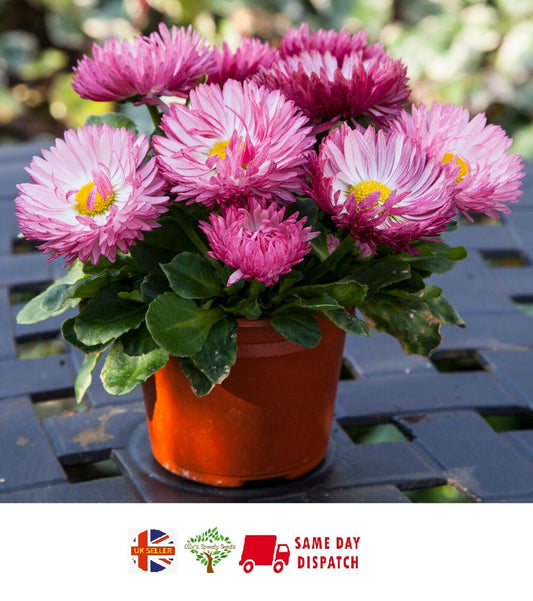 Bellis "Bam Bam" | 8 seeds | Rose colour flowers