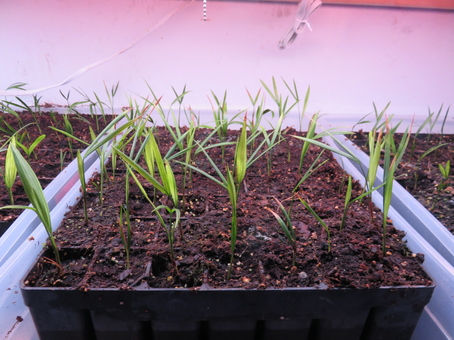 Lipstick Palm (Cyrtostachys Renda) | 10+ seeds | Same Day Dispatch