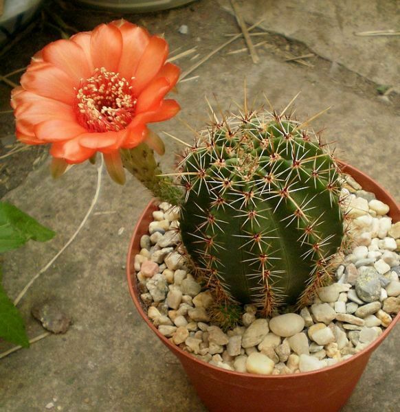 Lobivia Dobeana cactus | 20+ seeds | Red Flowers | Very Easy