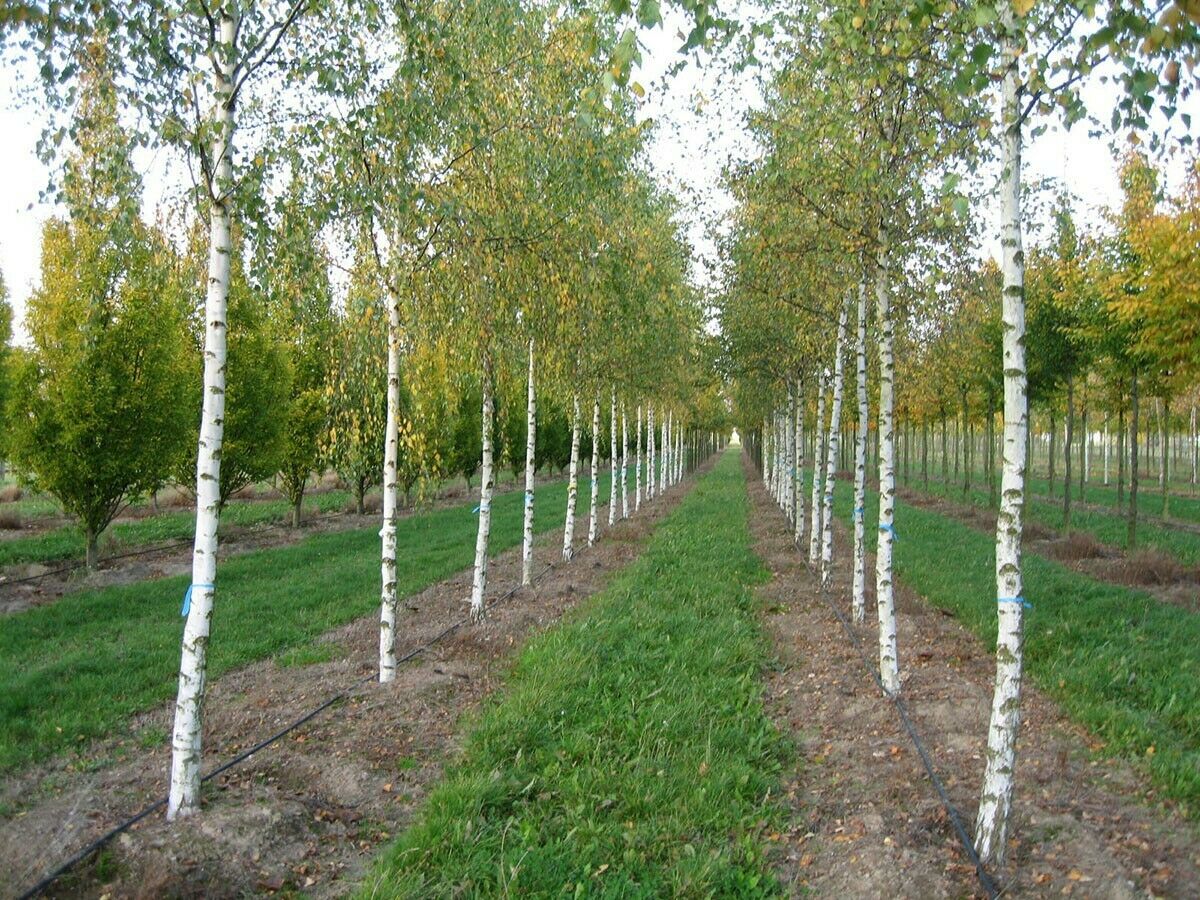 Silver Birch | Betula Pendula | 500+ Seeds | Fast Growing