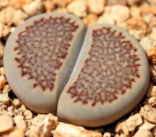 Lithops Mix | 20 seeds | Living Stones | Same Day Dispatch