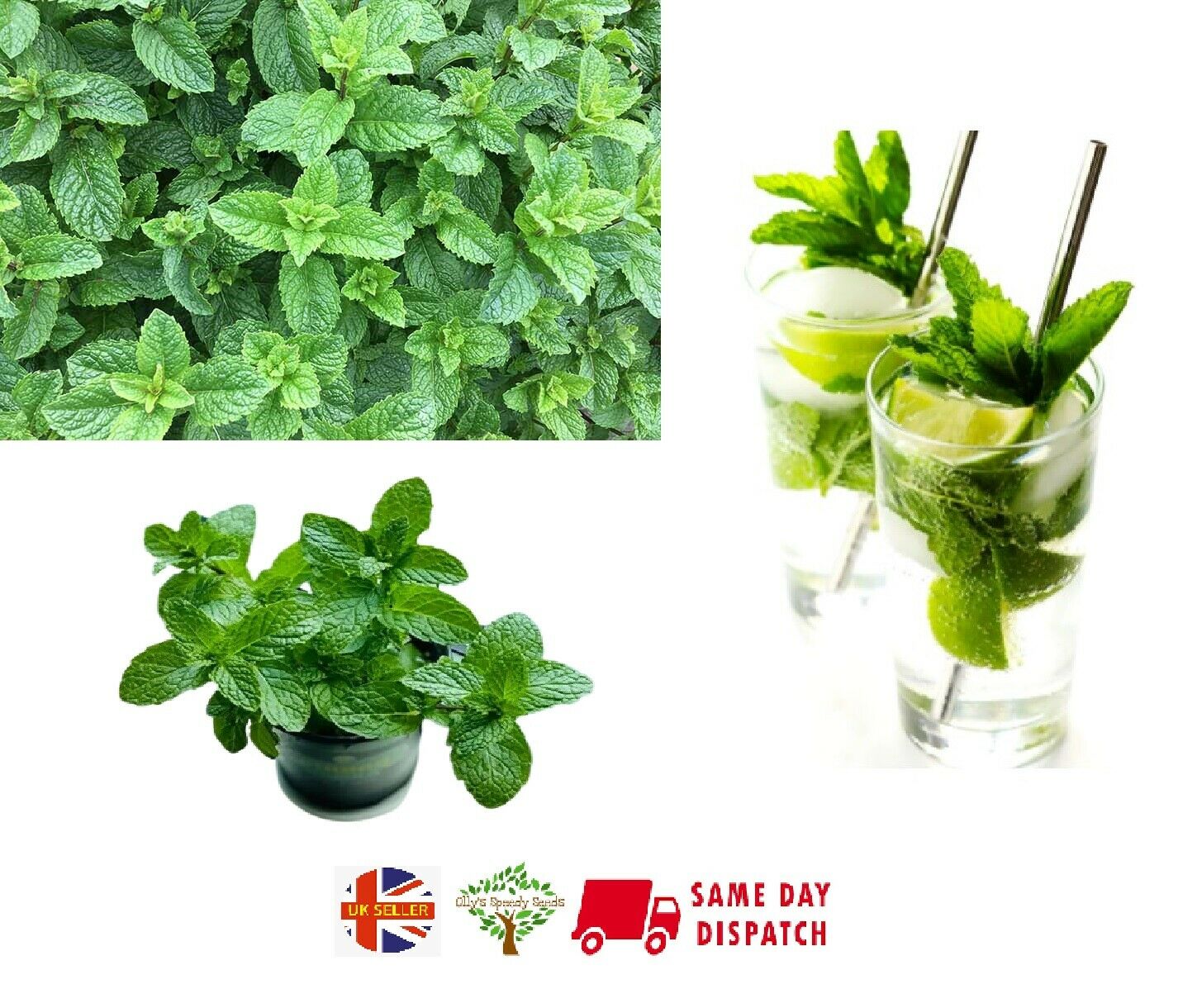 Mint Spearmint (Mentha Spicata) Mojito Organically Grown. Same Day Dispatch