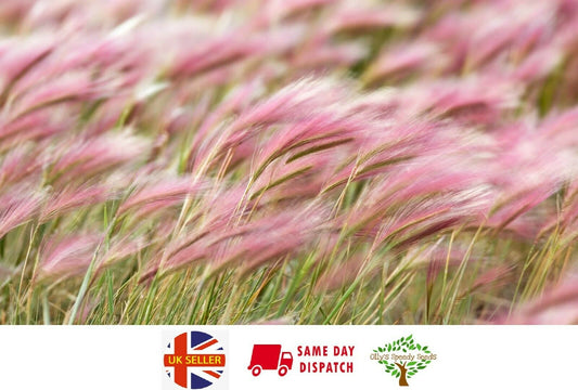 Hordeum Jubatum Foxtail Barley 100+ seeds | Ornamental Grass Same Day Dispatch