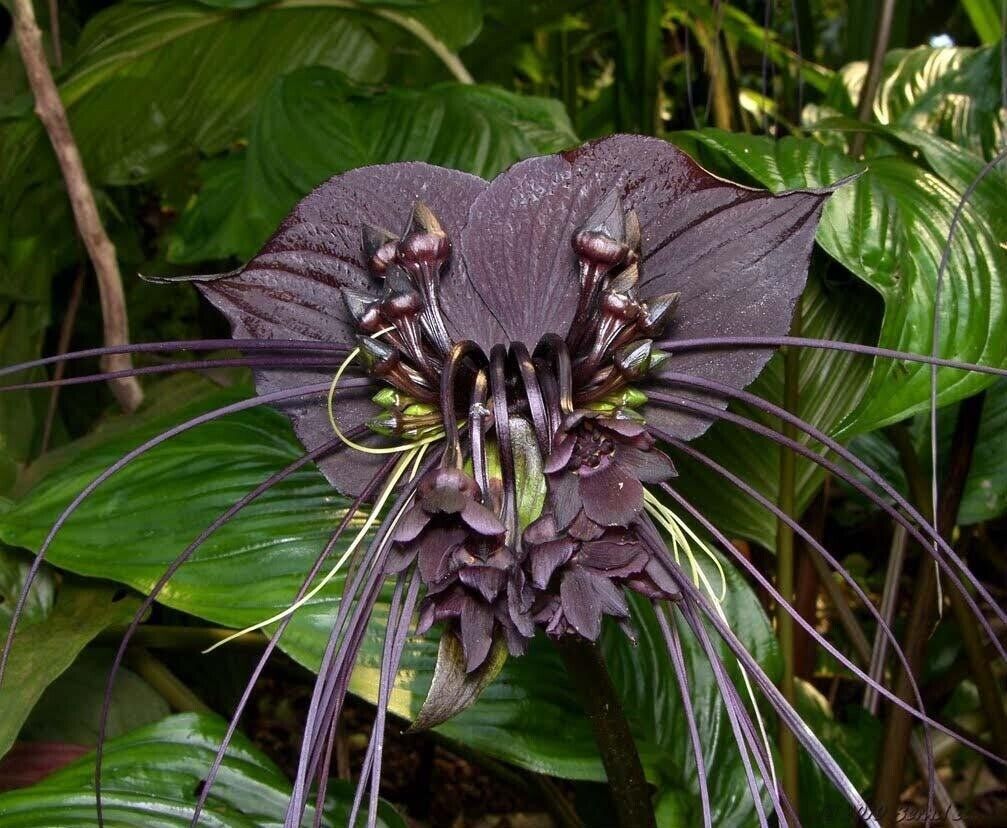 Black Bat Flower (Tacca Chantrieri) | 10+ seeds