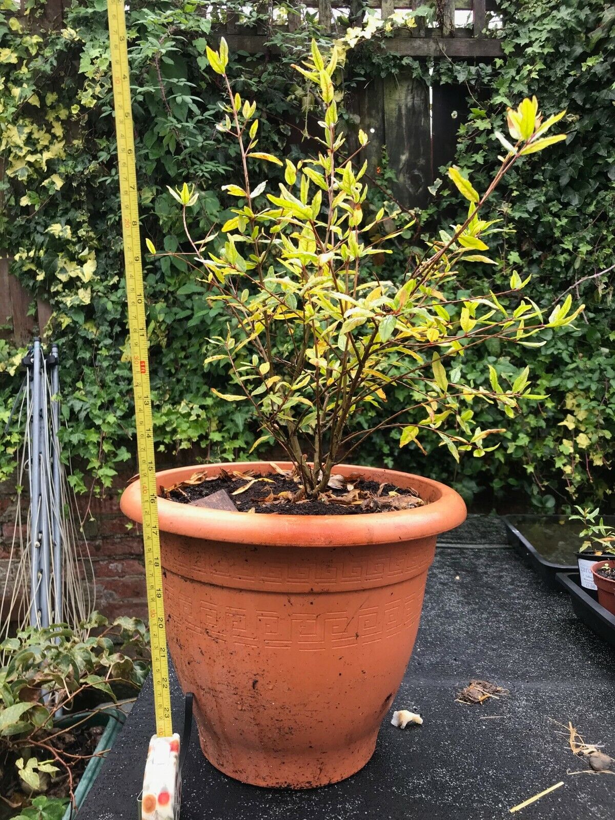 Dwarf Pomegranate (Punica Granatum) 25+ seeds | UK Hardy