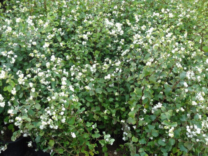 Snowberry (Symphoricarpos Albus) | 40+ seeds | Winter Bird Feast