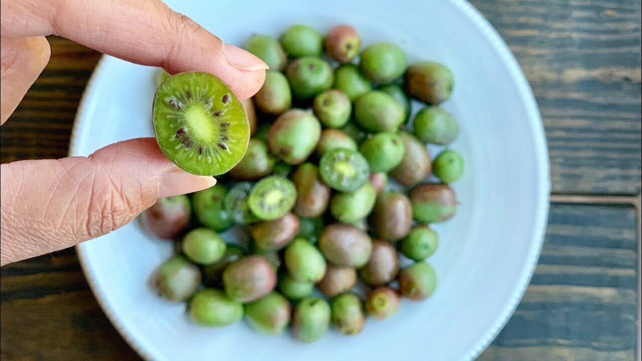 Kiwi Berry (Actinidia Arguta Issai) | 15+ seeds | UK Hardy
