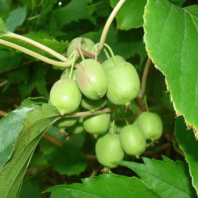 Kiwi Berry (Actinidia Arguta Issai) | 15+ seeds | UK Hardy