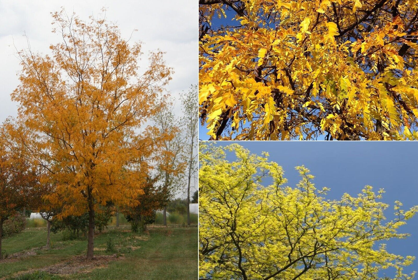 Honey Locust (Gleditsia Triacanthos) | Plant in 12 cm pot | Same Day Dispatch