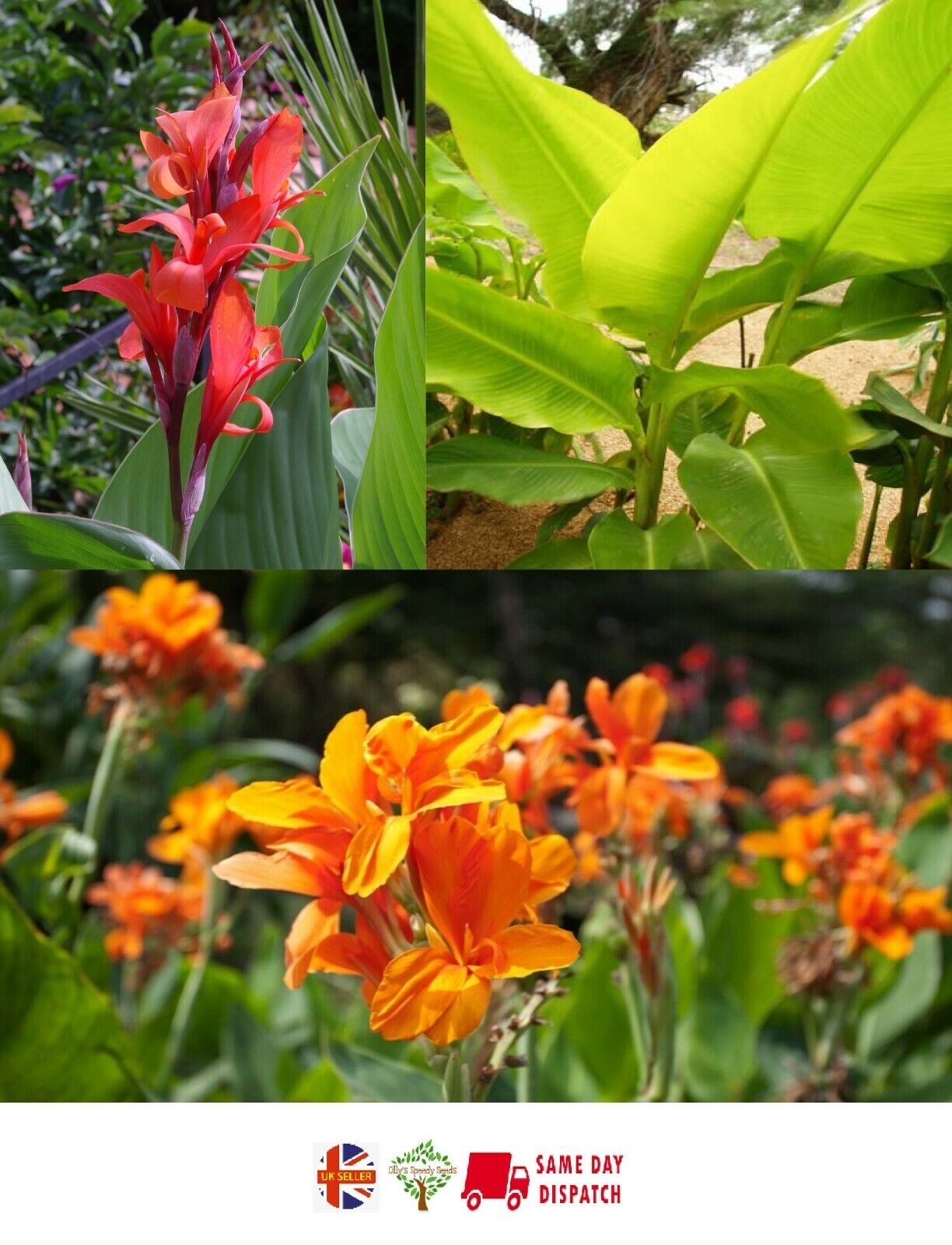 Canna Lily mix | 9 fresh Seeds - Red, Orange & Giant !