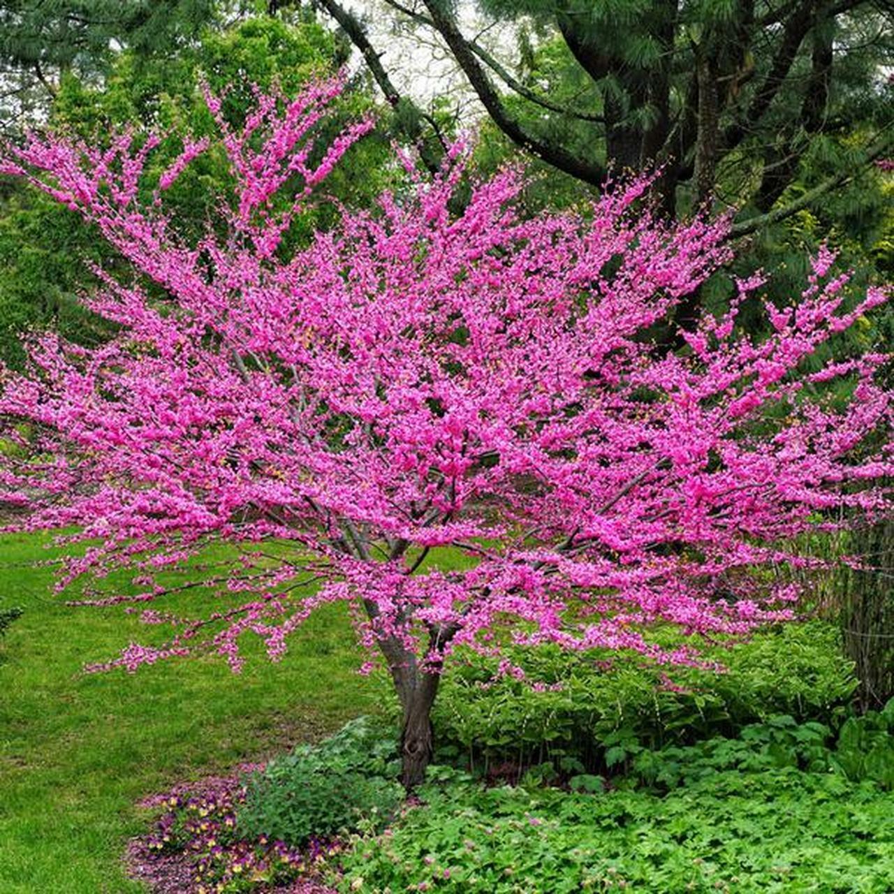 Chinese Redbud | Cercis Chinensis | 30+ seeds | Bonsai | UK Hardy