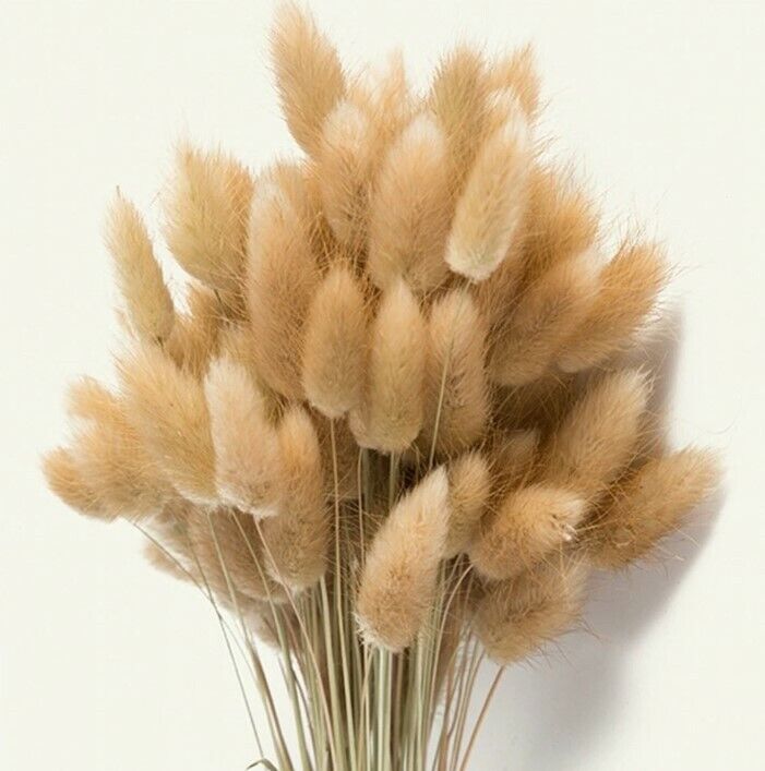 Bunny Tails Ornamental Grass (Lagurus Ovatus) | 200+ seeds | Same Day Dispatch