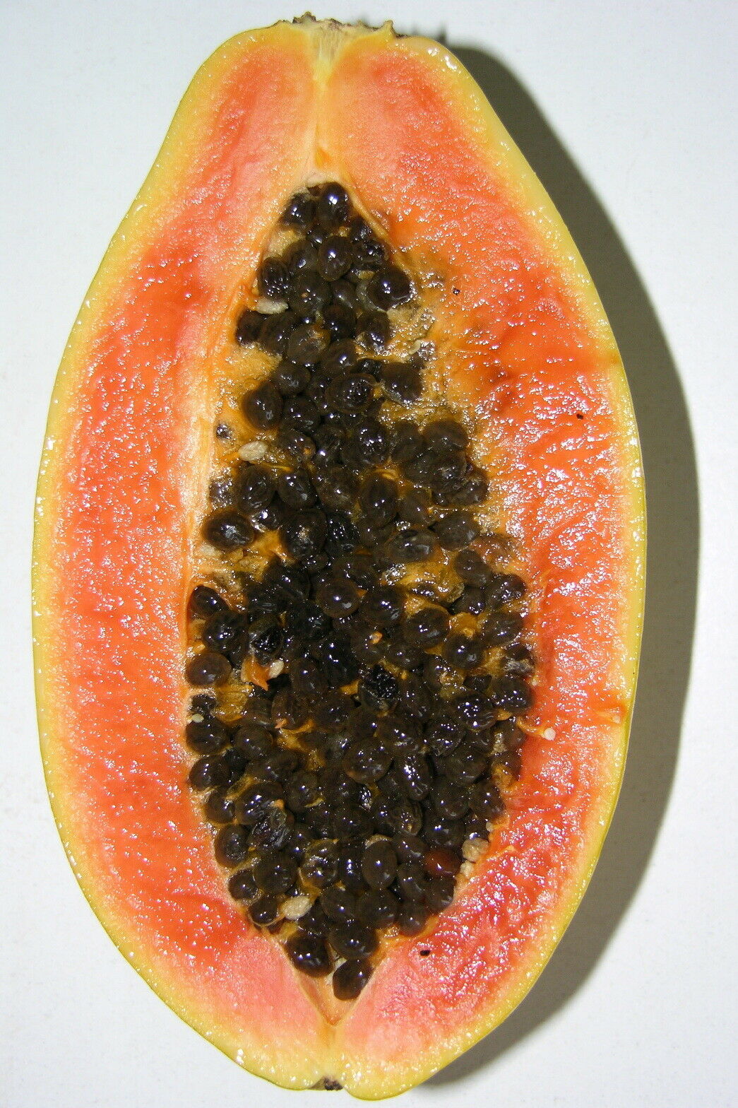 Carica Papaya "Honeydew" Tree Melon 15 Fresh Seeds. Pawpaw. Same Day Dispatch