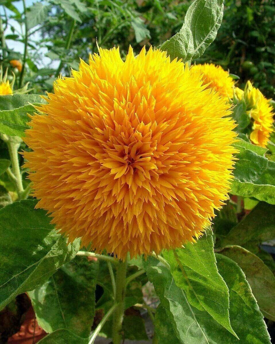 Dwarf Teddy Bear Sunflower | 60+ Seeds | Very Easy