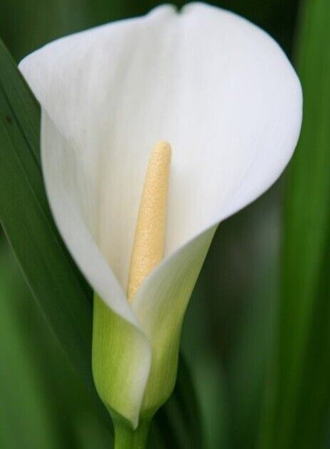 Calla Lily "Lily of the Nile" | Peace Lily | 20+ seeds