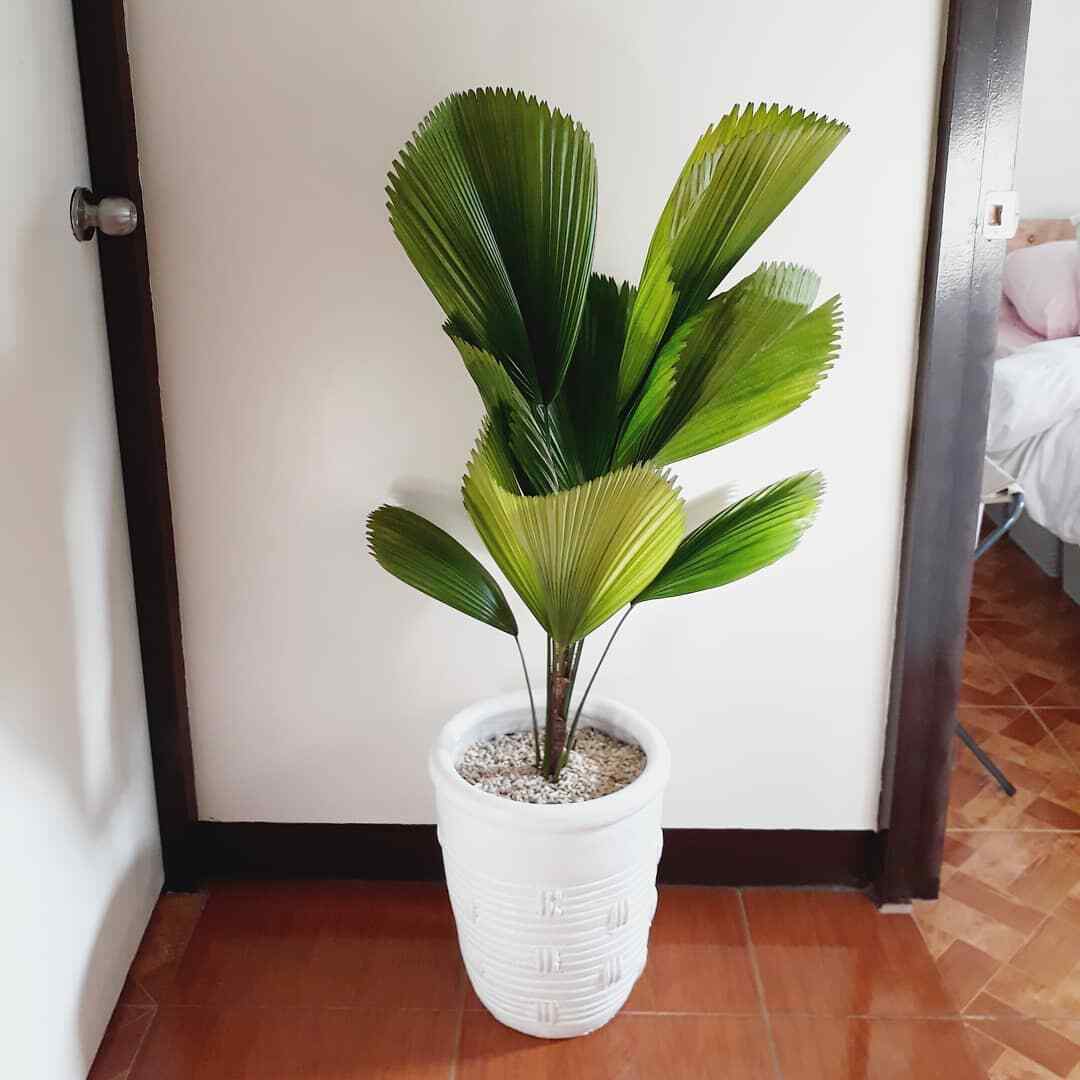 Ruffled Fan Palm (Licuala Grandis) 5 Seeds Indoor House Plant Same Day Dispatch