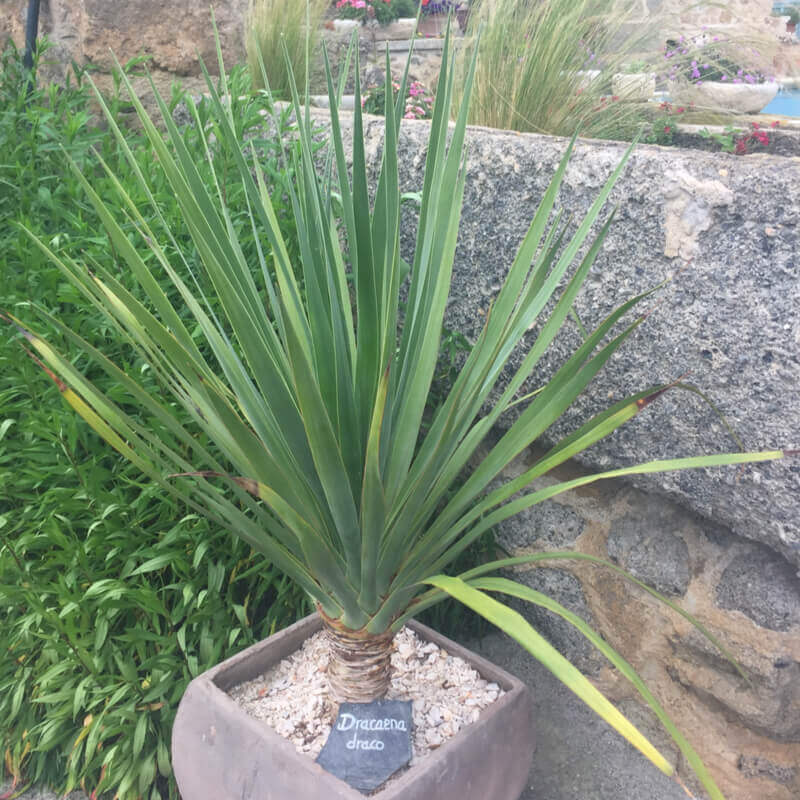 Dragon Tree (Dracaena Draco) | 15+seeds | House Plant
