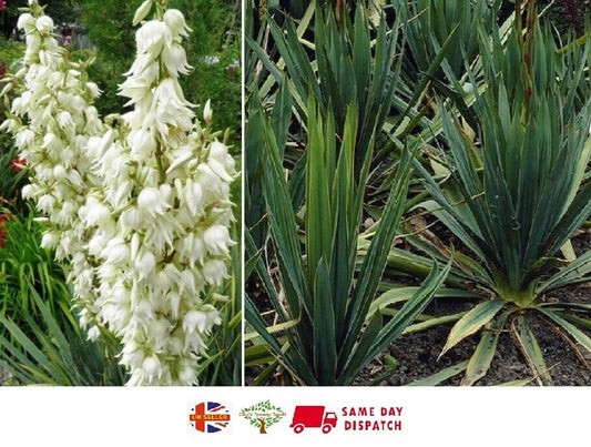 Yucca Filamentosa "Adam's Needle" | 20+seeds | UK Hardy