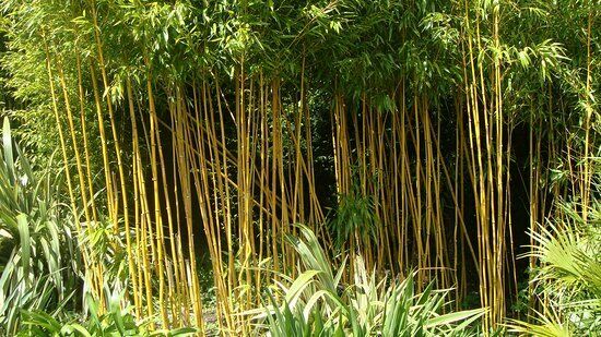Golden Bamboo (Bambusa Arundinacea) | 20+ seeds | Fast Growing