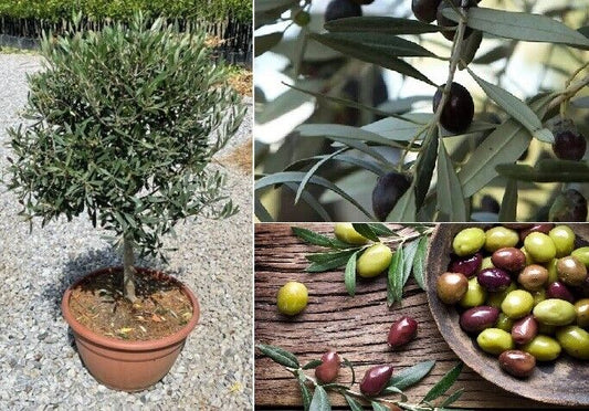 Cyprus Olive Tree | (Olea Europaea) | 25+ seeds | Same Day Dispatch