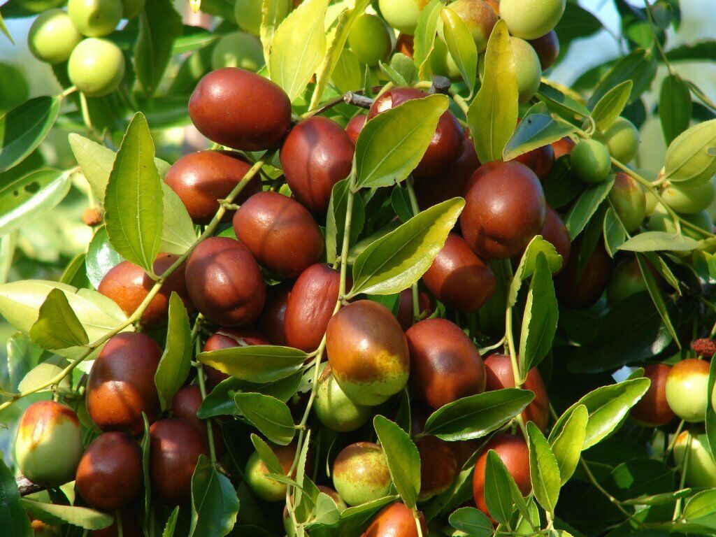 Jujube Red Chinese Date (Ziziphus Jujuba) | 10 fresh seeds | Same Day Dispatch
