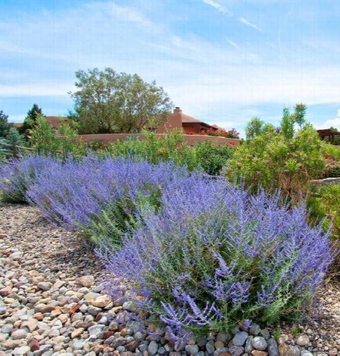 Russian Sage (Perovskia Atriplicifolia) | Organic | 15+ seeds