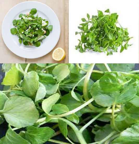 Watercress | Nasturtium Officinale | 2500+ seeds | Salad