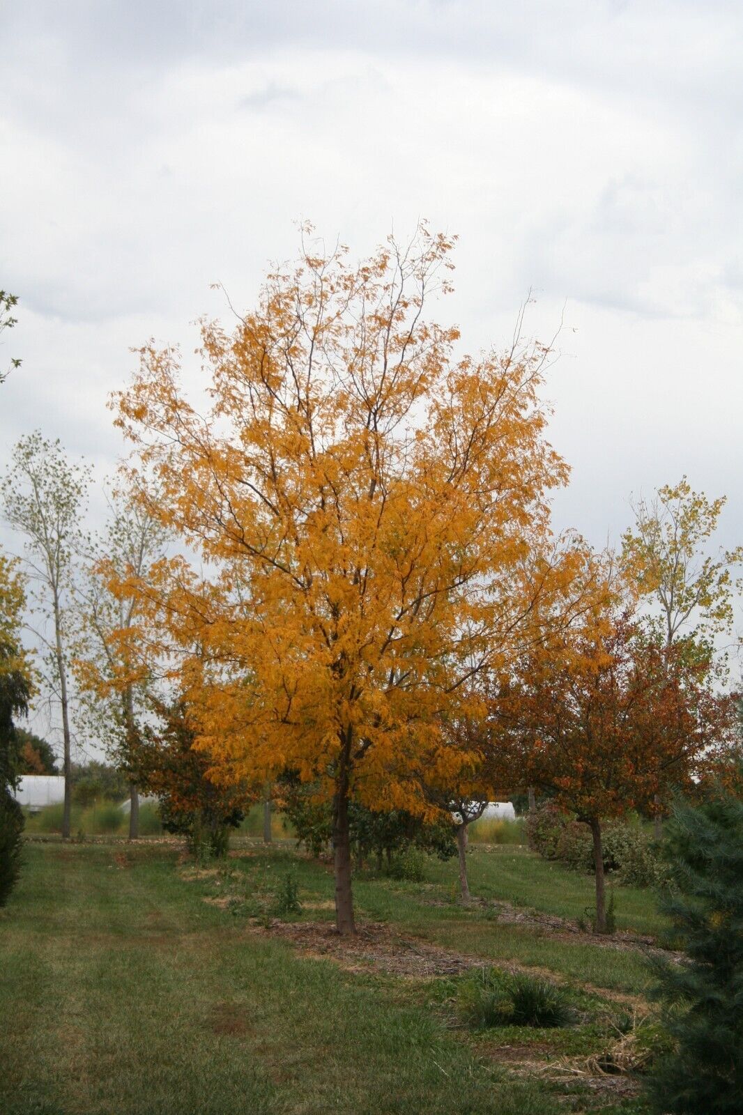 Honey Locust (Gleditsia Triacanthos) | Plant in 12 cm pot | Same Day Dispatch