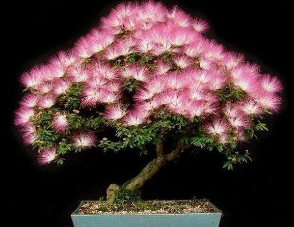 Persian Silk Tree Seeds | Albizia Julibrissin | 50+ seeds