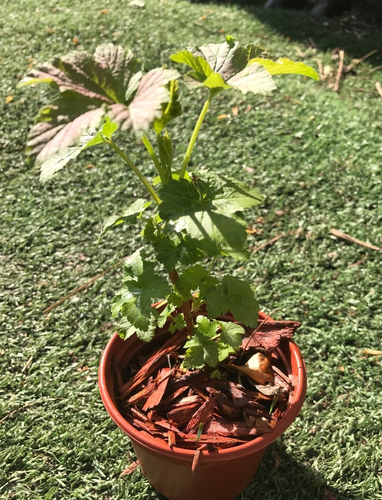 Blackcurrant "Ben Hope" | 100+ seeds | Organic - Own Stock | Same Day Dispatch