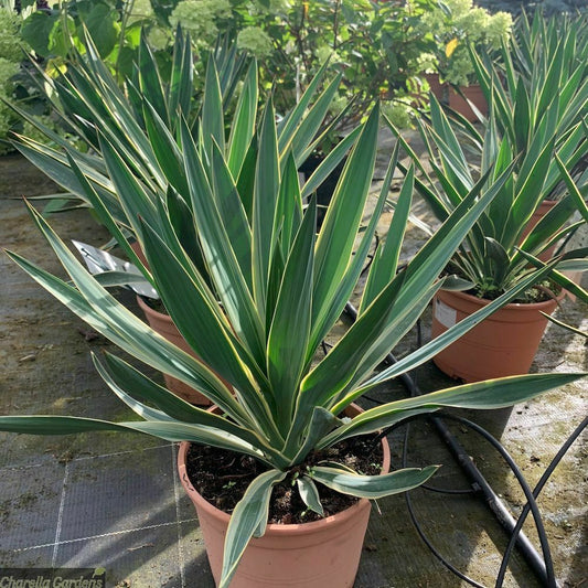 Yucca Gloriosa Variegata "Spanish Dagger" | 20+ seeds