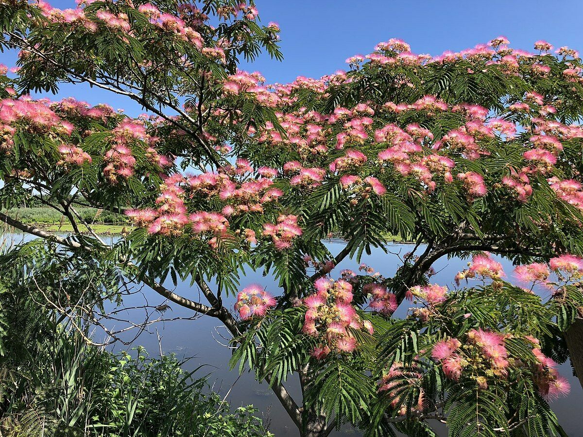 Persian Silk Tree Seeds | Albizia Julibrissin | 50+ seeds