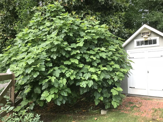 Fig "Brown Turkey" | Hardy Fruit Tree in a 9cm pot | Ficus | Same Day Dispatch