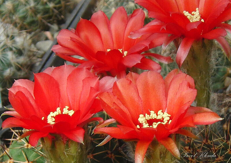 Lobivia Dobeana cactus | 20+ seeds | Red Flowers | Very Easy